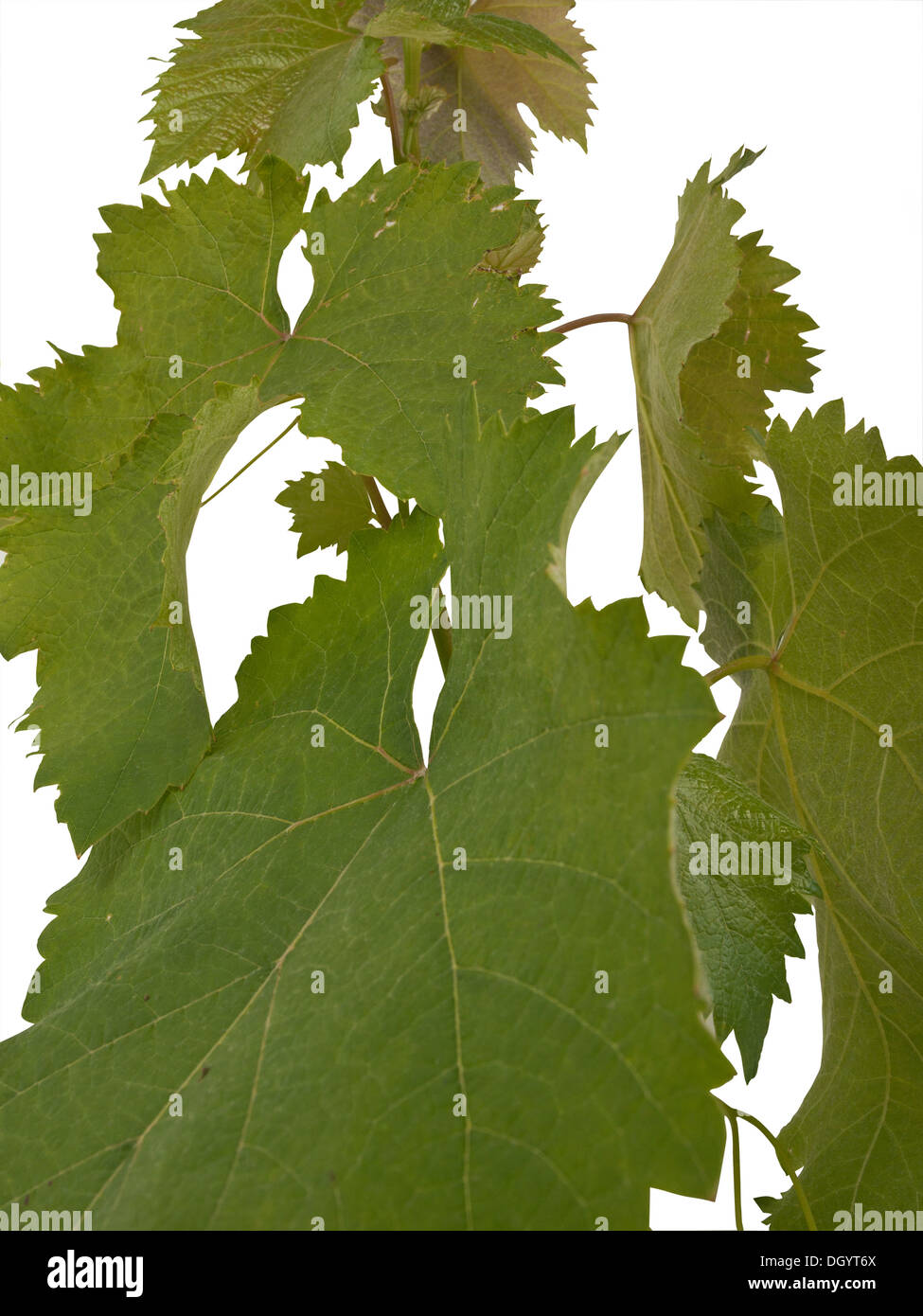 grape leaves isolated on white background Stock Photo Alamy