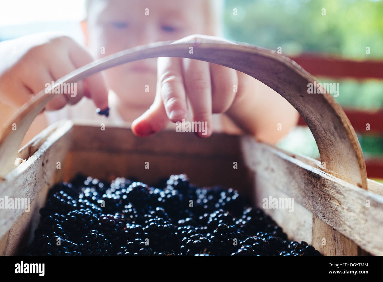 Child with a basket of wild blackberries, Poland Stock Photo
