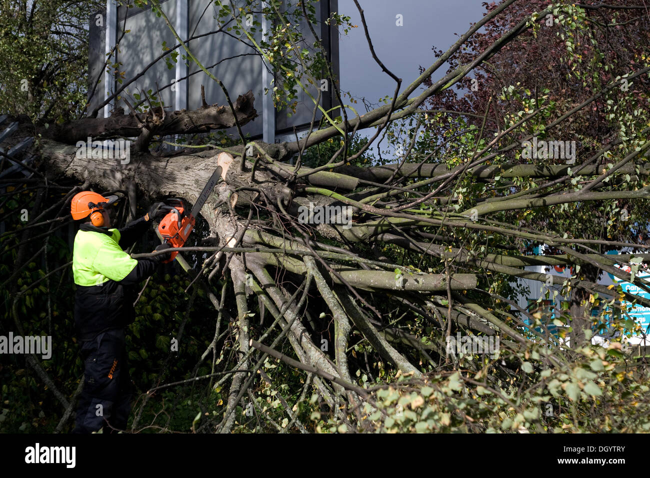 Sevenoaks Way, Orpington, Kent, UK. 28th Oct, 2013. Workmen clear away fallen tree along