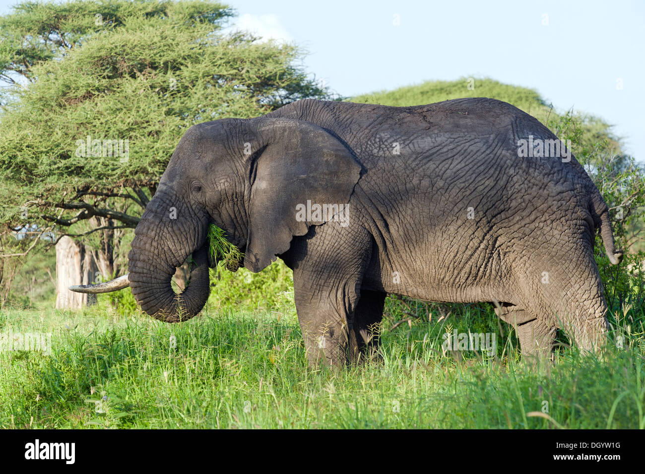 African elephant bull (Loxodonta africana) in Tarangire National Park, Tanzania Stock Photo