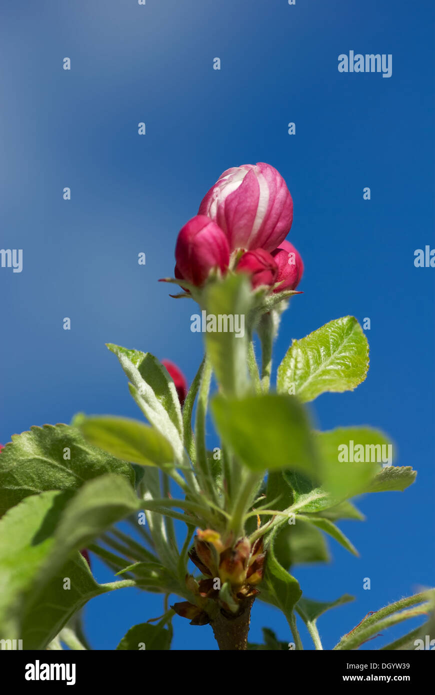 Tree of the apple with blossom hires stock photography and images Alamy