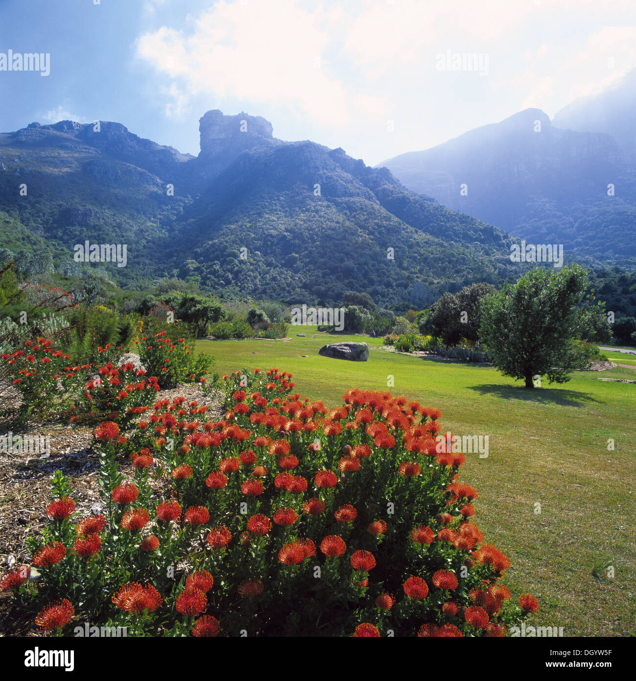 kirstenbosch-national-botanical-gardens-cape-town-south-africa-stock