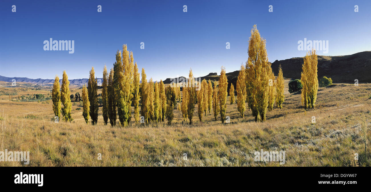 Poplar Trees, Free State, South Africa Stock Photo 62078079 Alamy