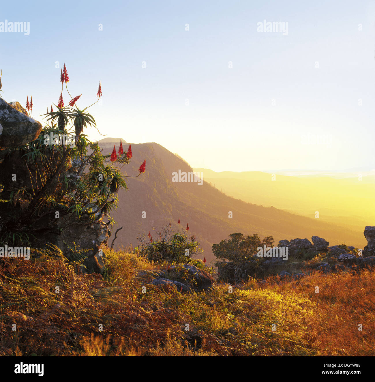 God s Window At Sunrise Mpumalanga South Africa Stock Photo Alamy god-s-window-at-sunrise-mpumalanga-south-africa-stock-photo-alamy