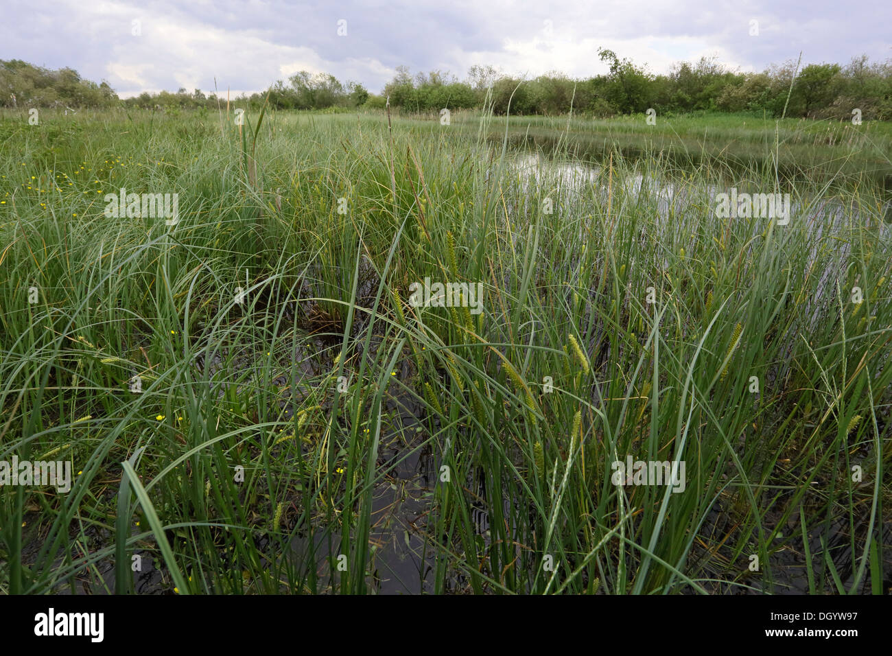 Pond with Bottle Sedge, Carex rostrata Stock Photo