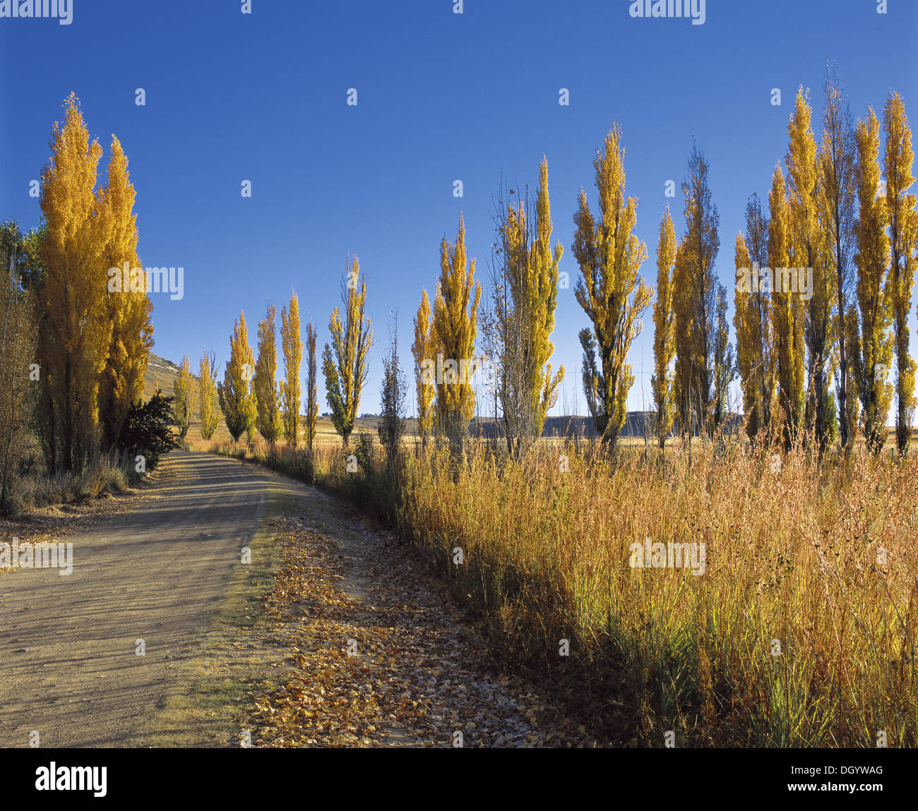 Poplar Trees, Free State, South Africa Stock Photo Alamy