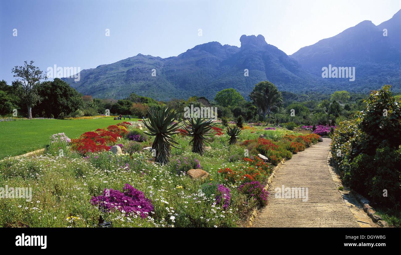 kirstenbosch-national-botanical-gardens-south-africa-stock-photo-alamy