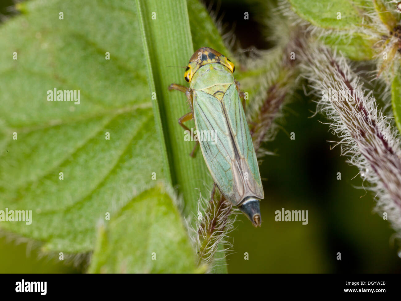 Green Leafhopper, Cicadella viridis Stock Photo Alamy