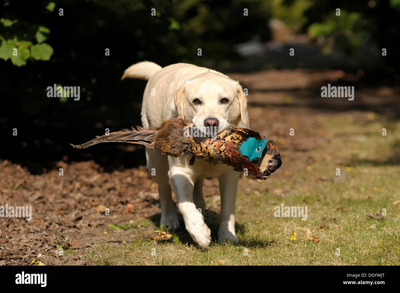 Blonde Labrador-Retriever with a pheasant dummy in its mouth Stock Photo