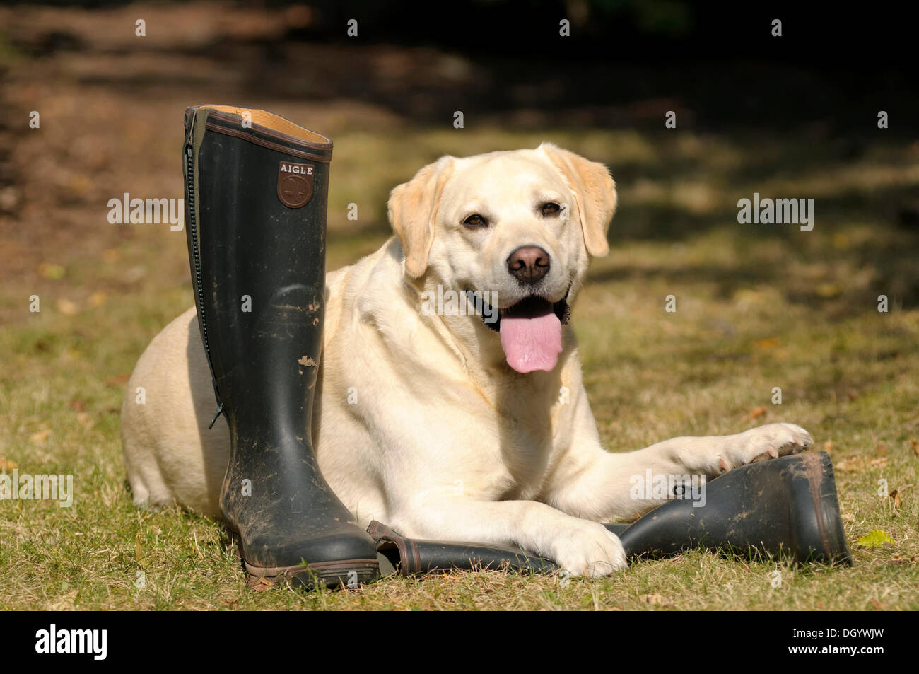 Blonde Labrador-Retriever lying on rubber boots Stock Photo