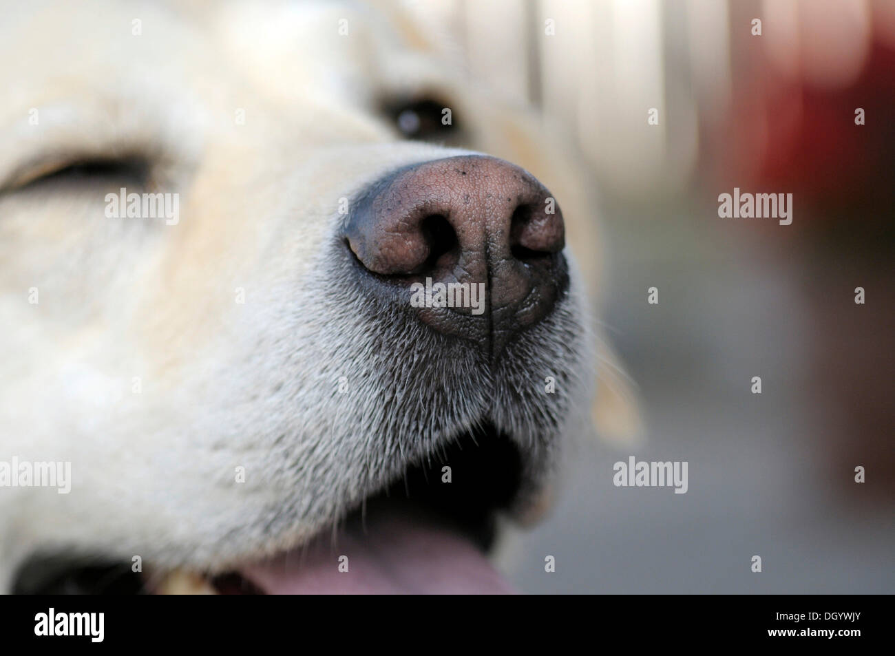 Dog's nose, blonde Retriever Stock Photo