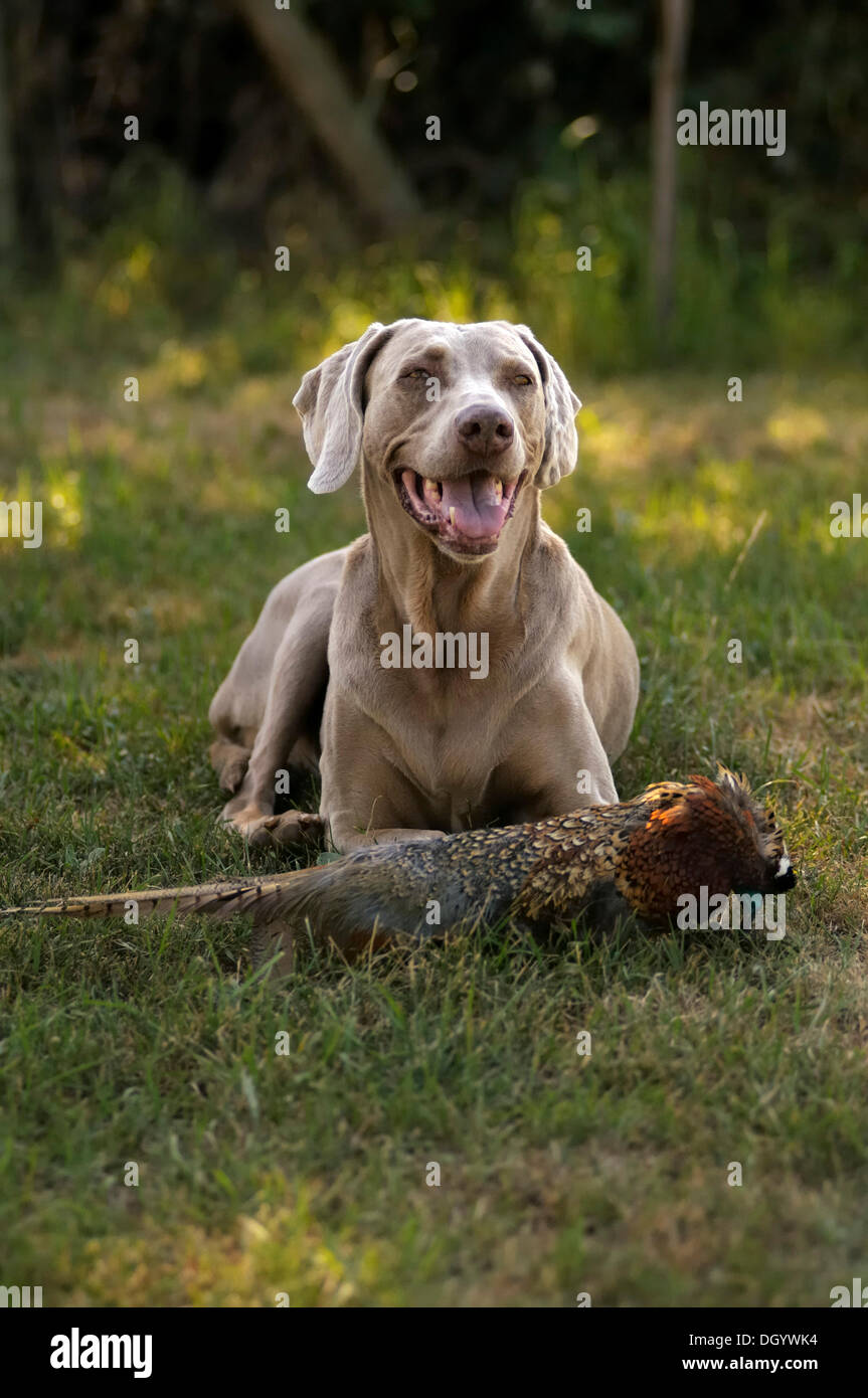 Weimaraner lying on a meadow with a pheasant dummy at the front Stock Photo