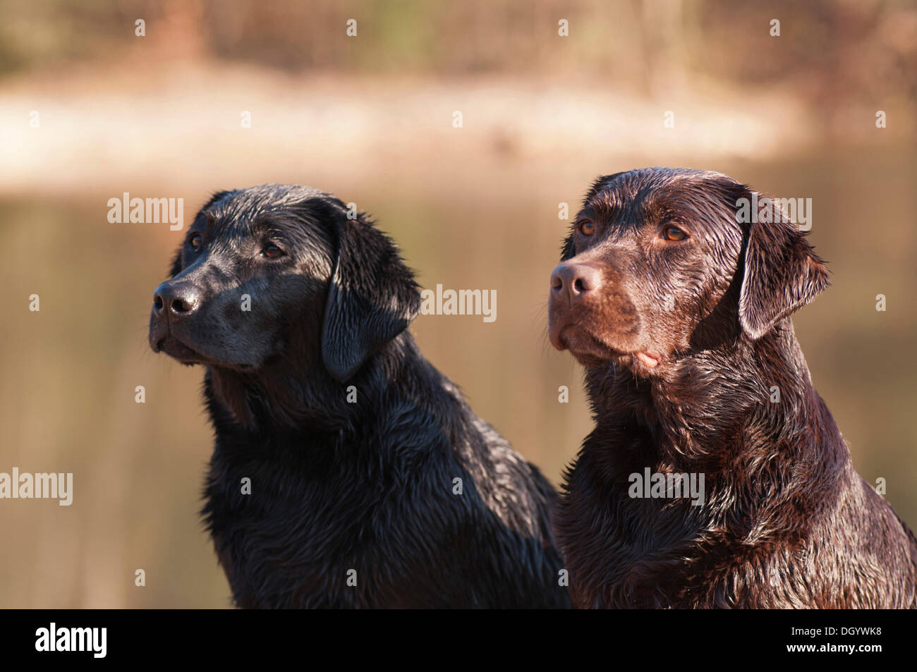 Two wet Labrador Retriever dogs sitting side by side Stock Photo