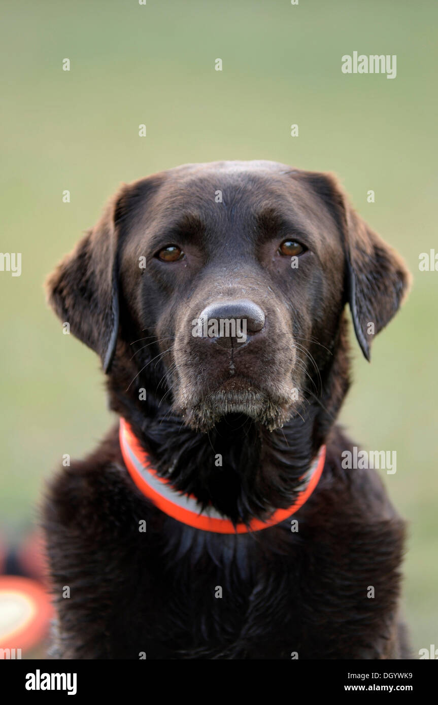 Brown Labrador Retriever, portrait Stock Photo
