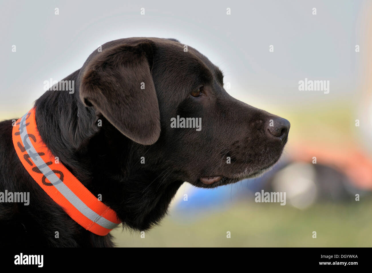 Brown Labrador Retriever observing something, portrait Stock Photo