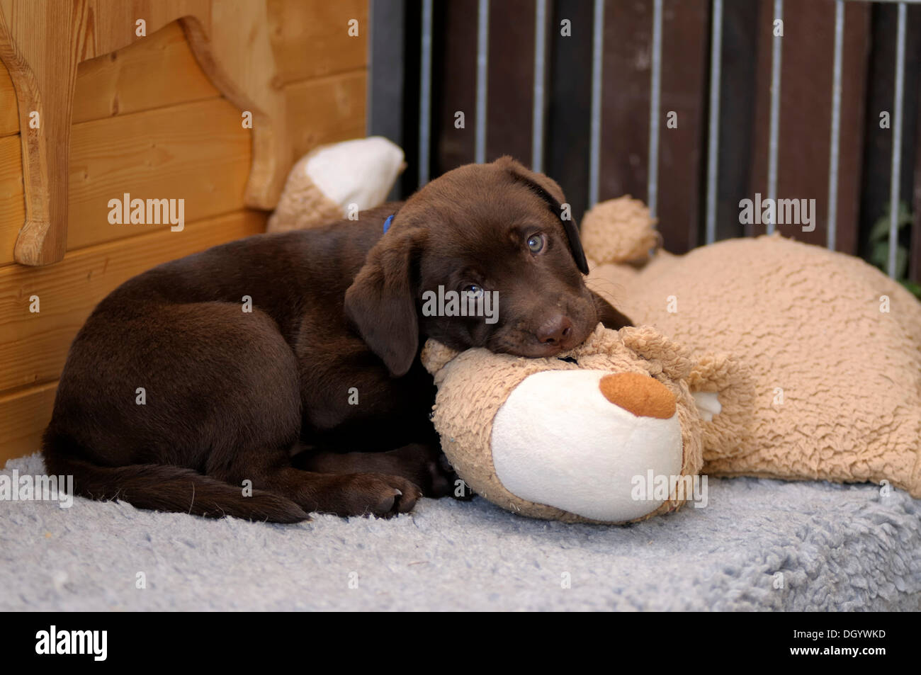 Brown Labrador Retriever, puppy lying on a plush toy Stock Photo