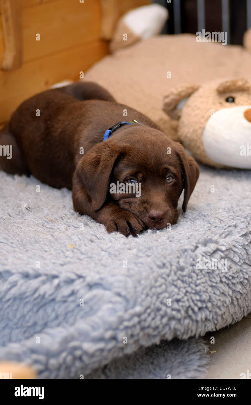 Brown Labrador Retriever, puppy lying on a vetbed next to a plush toy Stock Photo