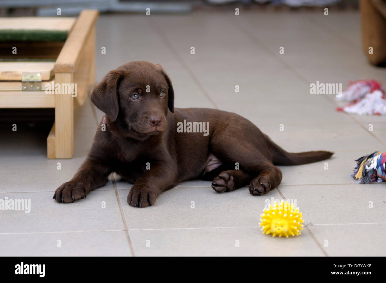 Brown Labrador Retriever, puppy lying on tiles Stock Photo