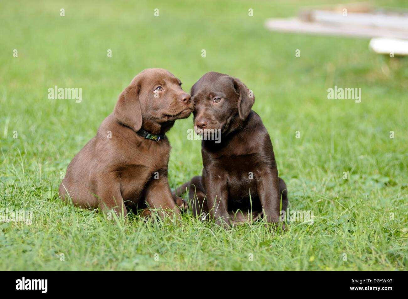 Two brown Labrador Retrievers, puppies, sitting next to each other Stock Photo