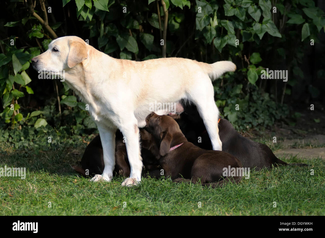 Blond Labrador Retriever suckling brown Labrador Retriever puppies Stock Photo