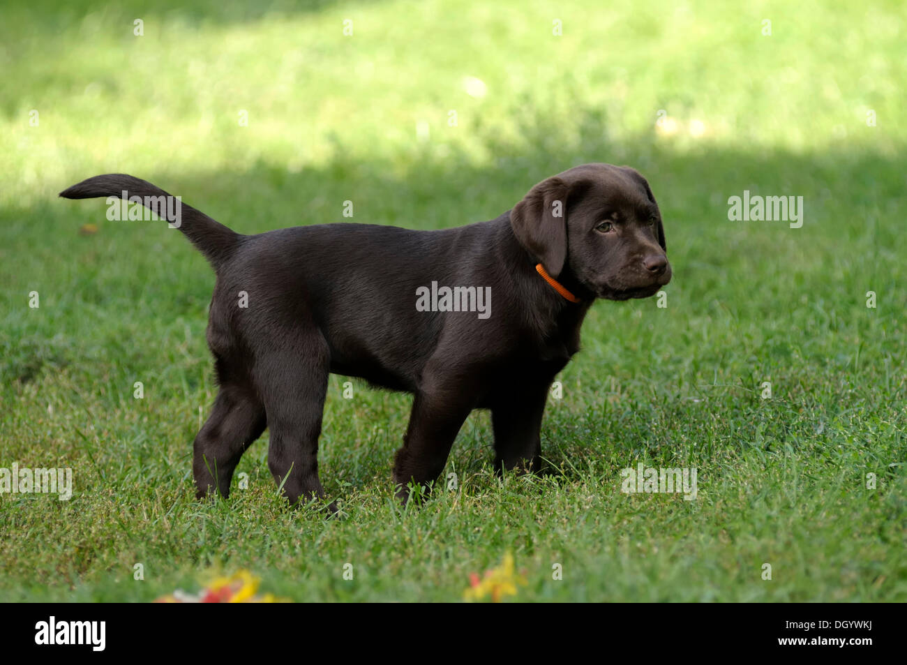 Brown Labrador Retriever, puppy standing in a meadow Stock Photo