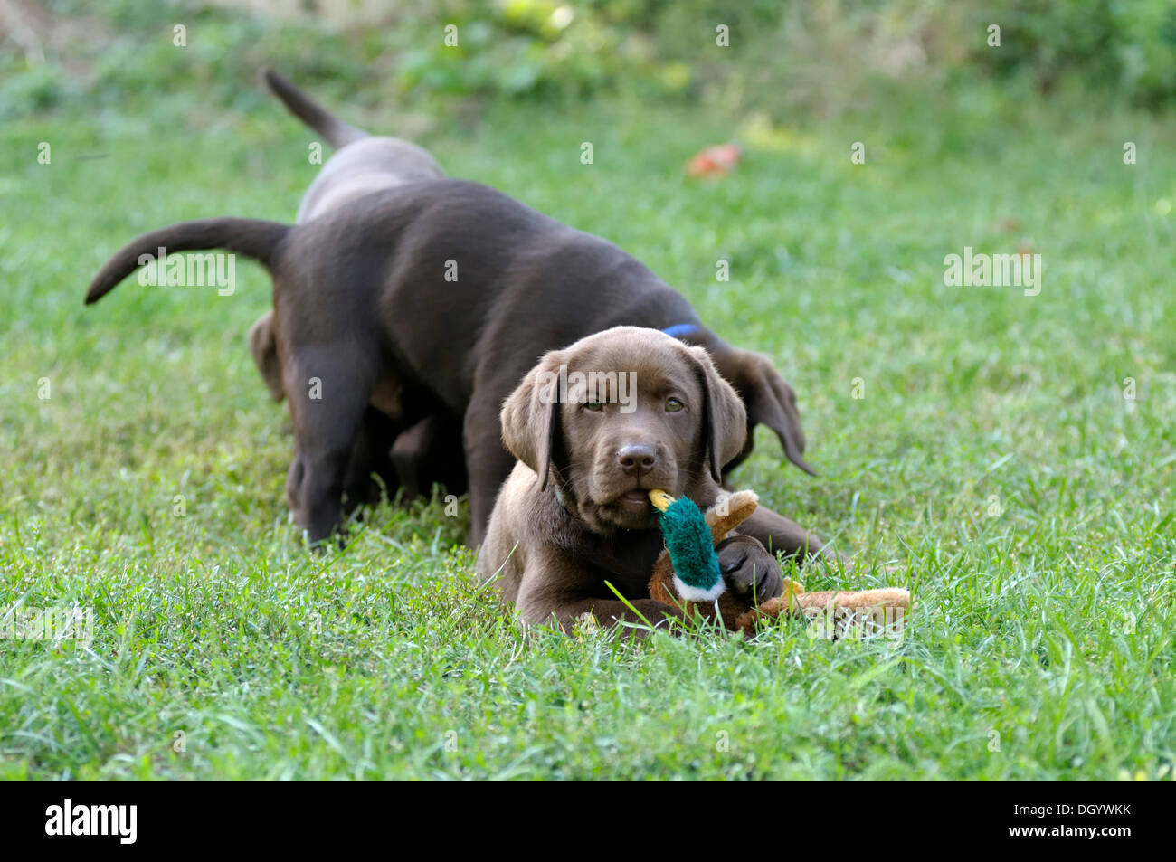 Brown Labrador Retriever puppy lying on a meadow with a duck plush toy in its mouth Stock Photo