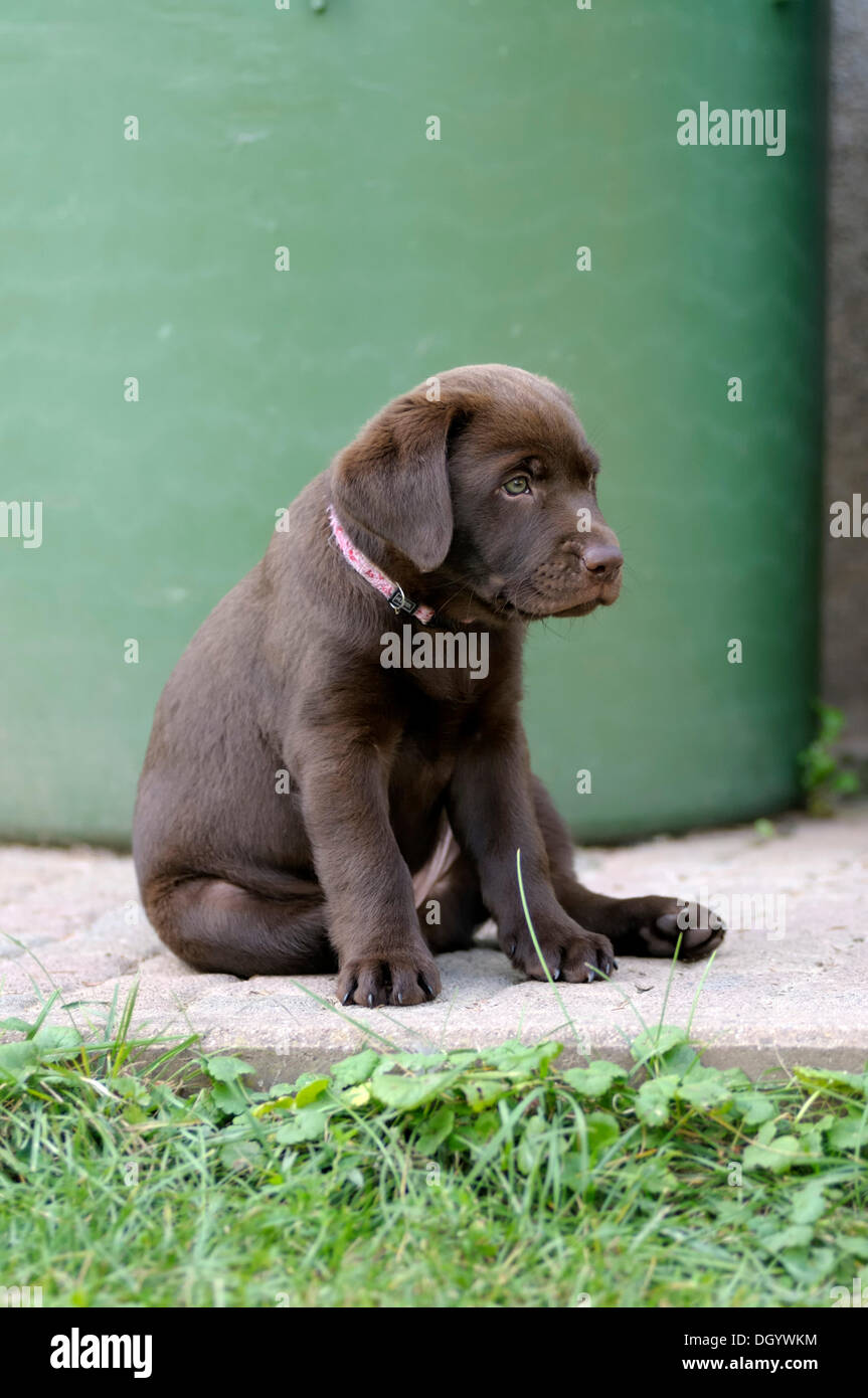 Brown Labrador Retriever, puppy sitting in front of a barrel Stock Photo