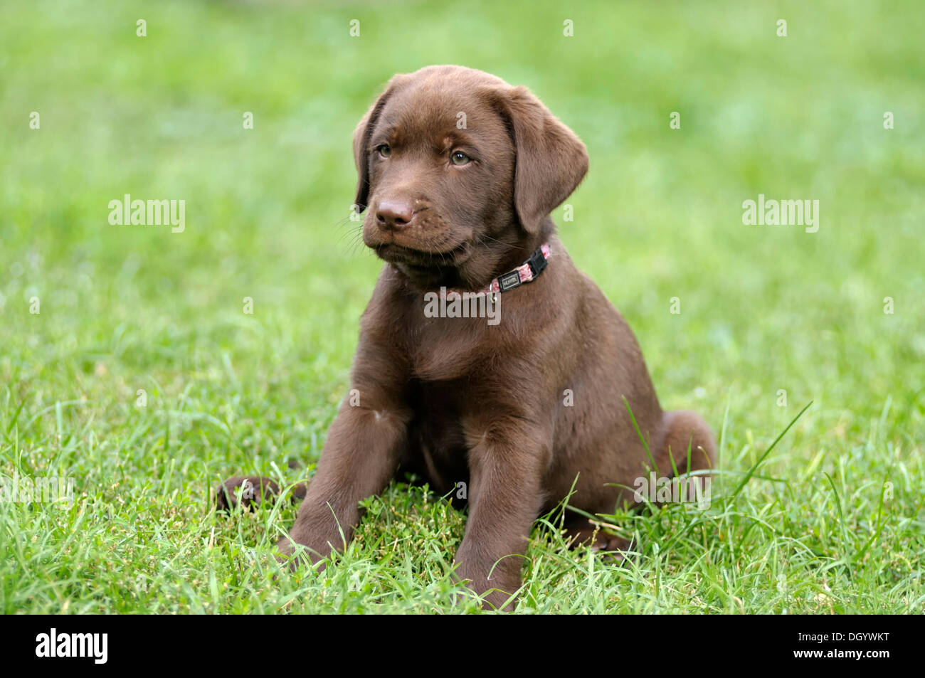 Brown Labrador Retriever, puppy sitting in a meadow Stock Photo