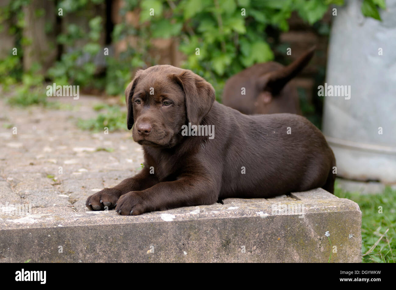 Brown Labrador Retriever, puppy lying on a paved terrace Stock Photo