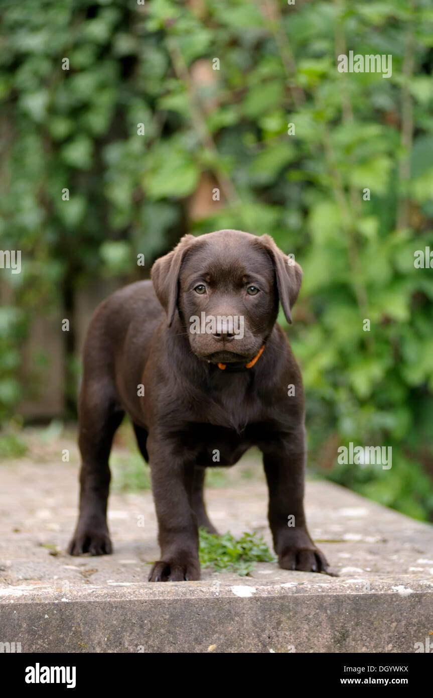 Brown Labrador Retriever, puppy standing on a paved terrace Stock Photo