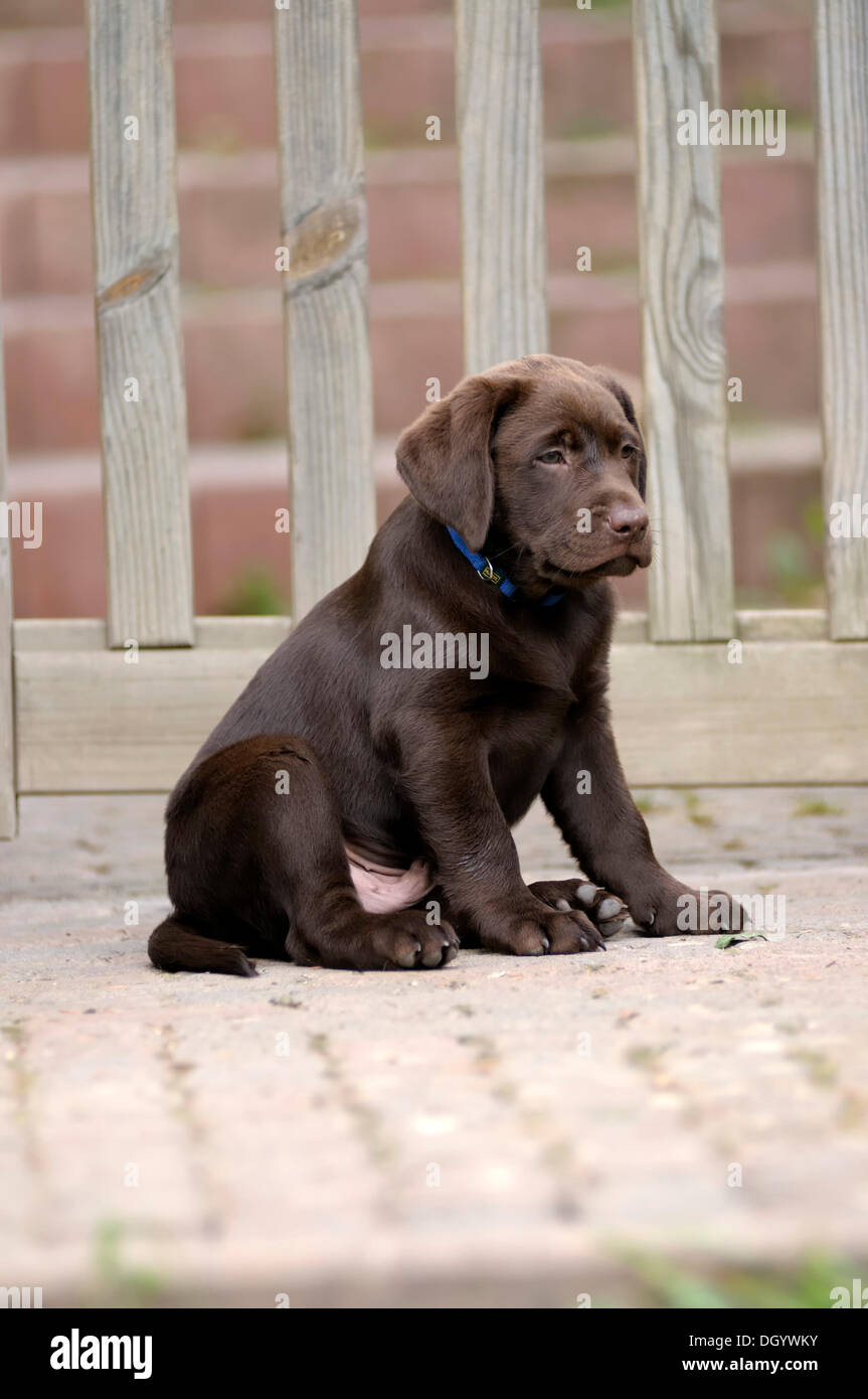 Brown Labrador Retriever, puppy sitting in front of a wooden gate Stock Photo