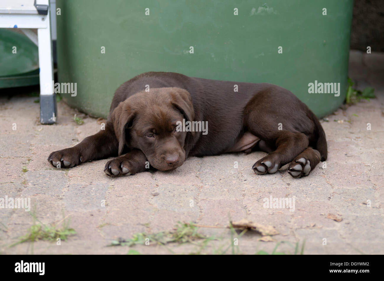 Brown Labrador Retriever, puppy lying in front of a barrel Stock Photo