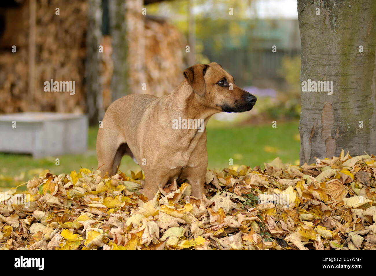 Mixed-breed Rhodesian Ridgeback standing in a pile of leaves Stock Photo