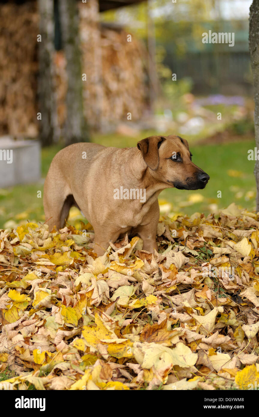 Mixed-breed Rhodesian Ridgeback standing in a pile of leaves Stock Photo