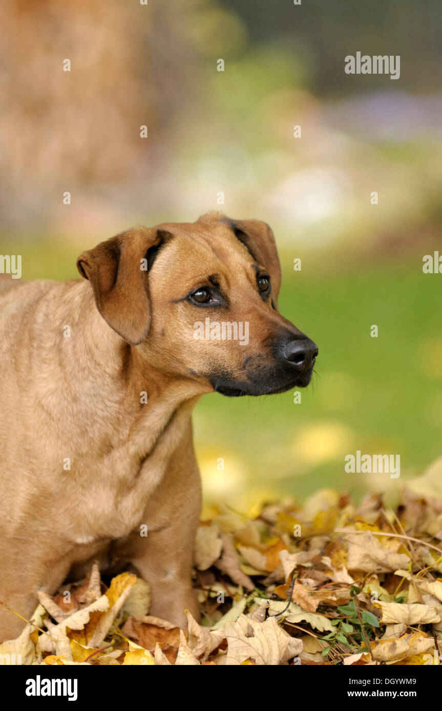Mixed-breed Rhodesian Ridgeback in a pile of leaves Stock Photo