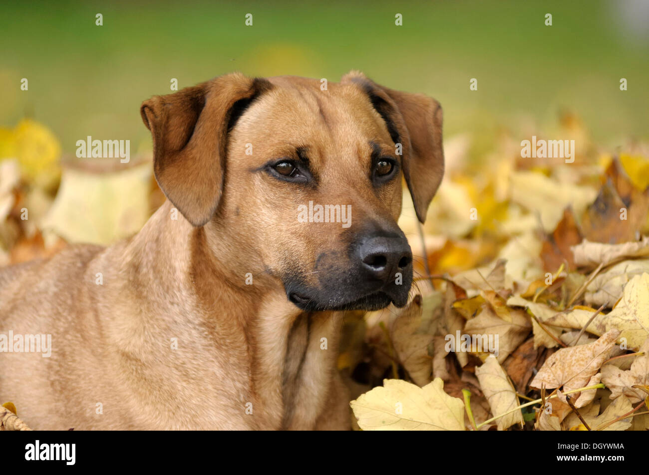 Mixed-breed Rhodesian Ridgeback, portrait in front of a pile of leaves Stock Photo