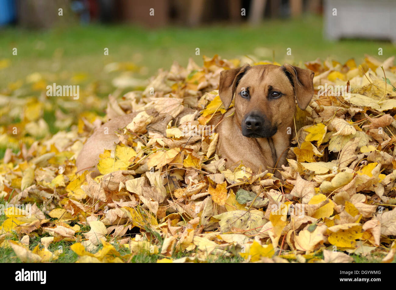 Mixed-breed Rhodesian Ridgeback lying in a pile of leaves Stock Photo