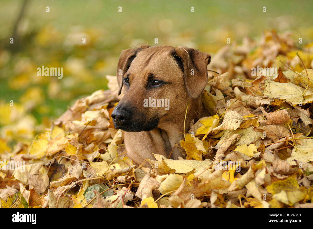 Mixed-breed Rhodesian Ridgeback lying in a pile of leaves Stock Photo