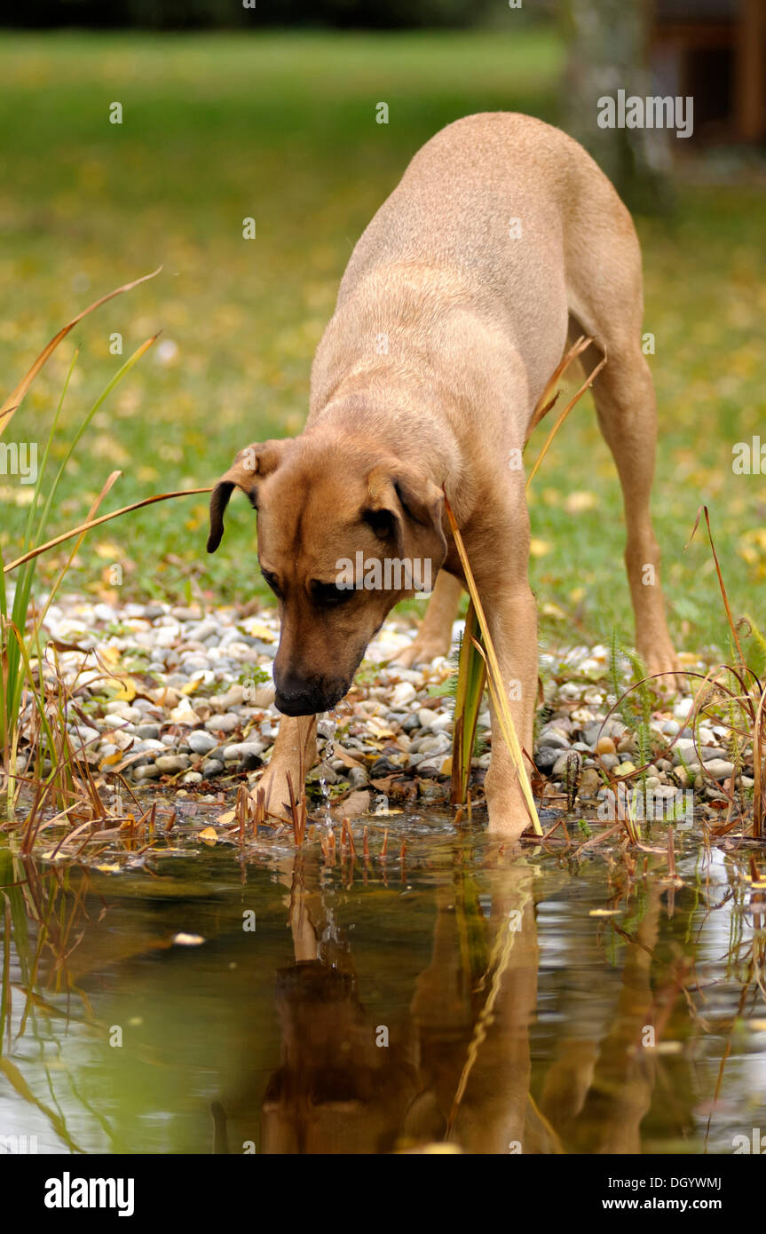 Mixed-breed Rhodesian Ridgeback standing at a pond and looking into the water Stock Photo