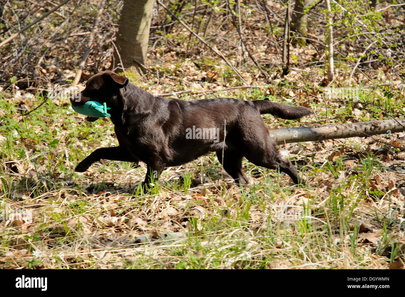 Brown Labrador Retriever carrying a dummy Stock Photo