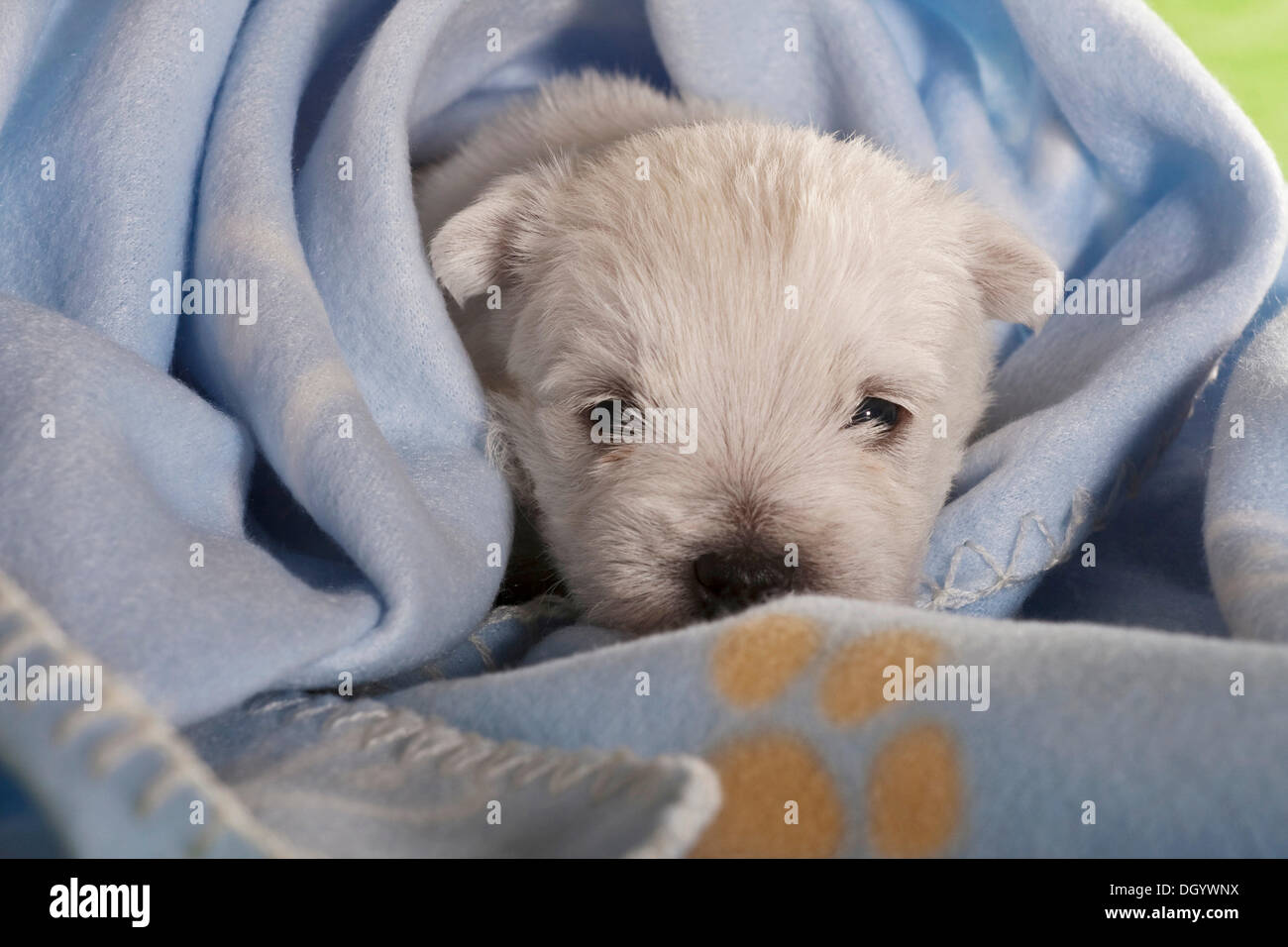 West Highland White Terrier puppy 3 weeks wrapped in a blue blanket Stock Photo Alamy