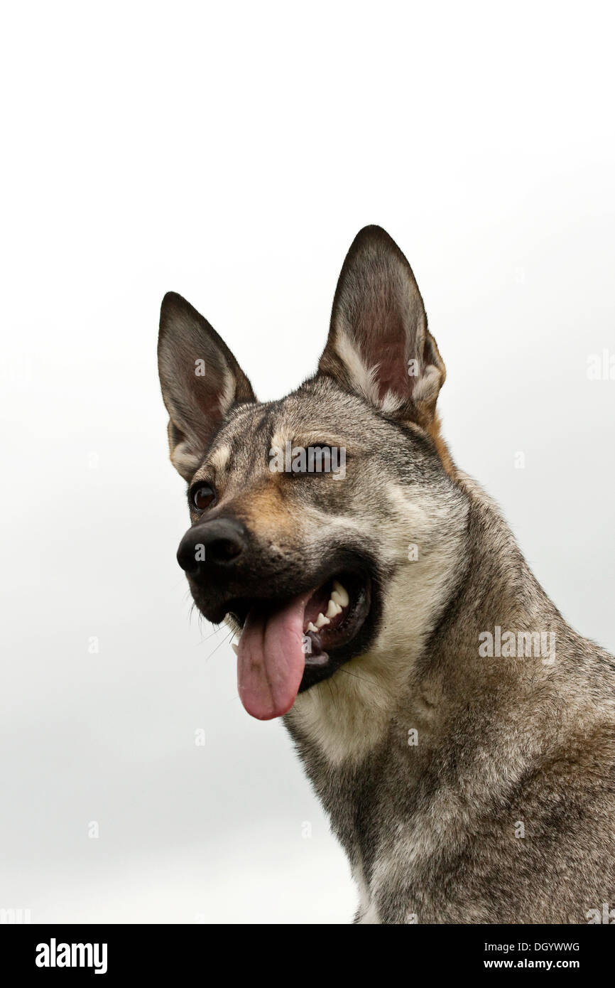Czechoslovakian Wolf Dog, portrait Stock Photo