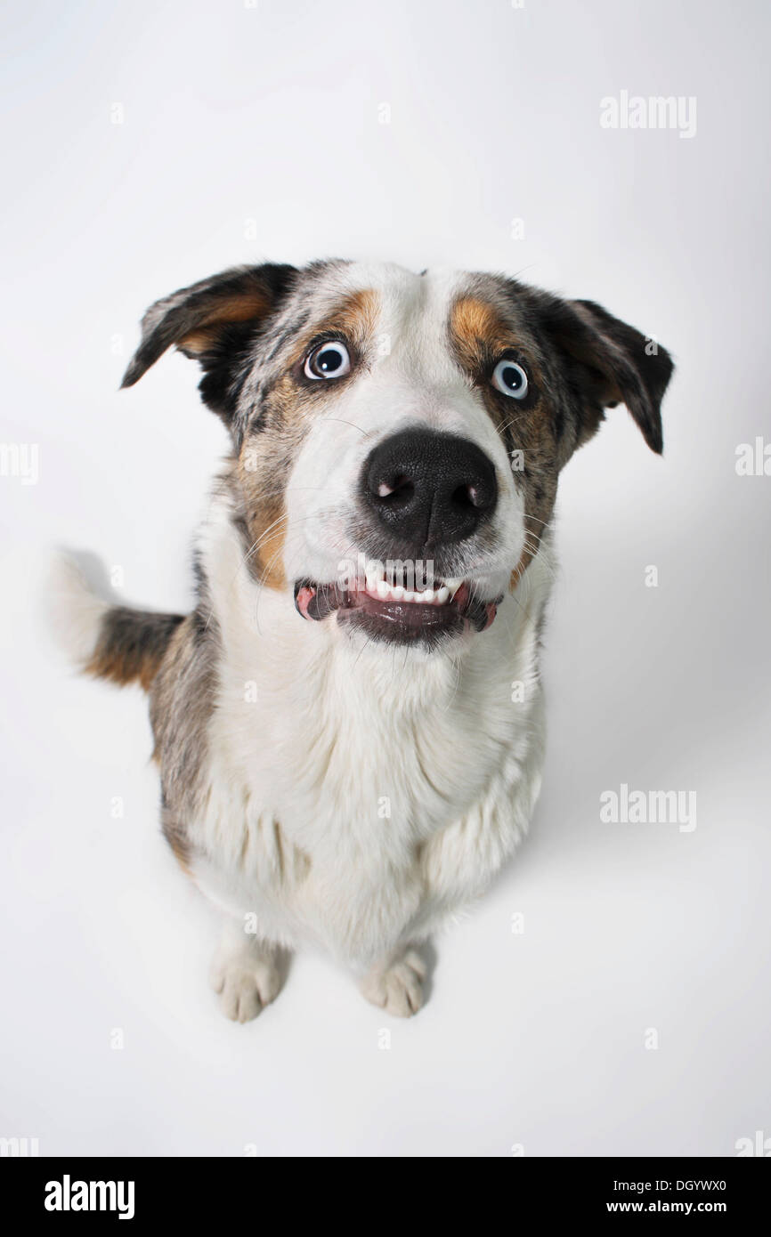Mixedbreed dog, portrait from above Stock Photo Alamy