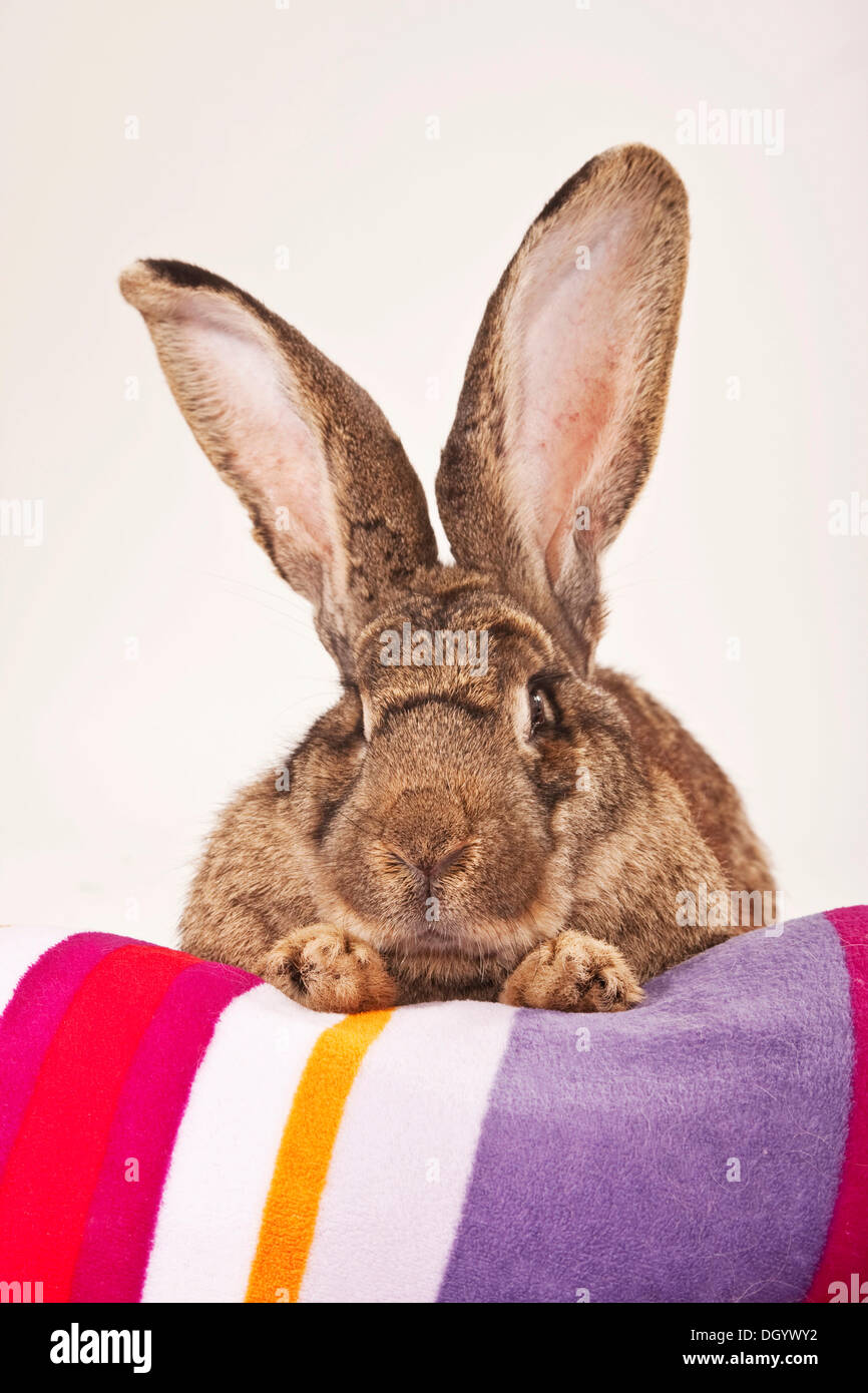 Giant German rabbit Stock Photo Alamy