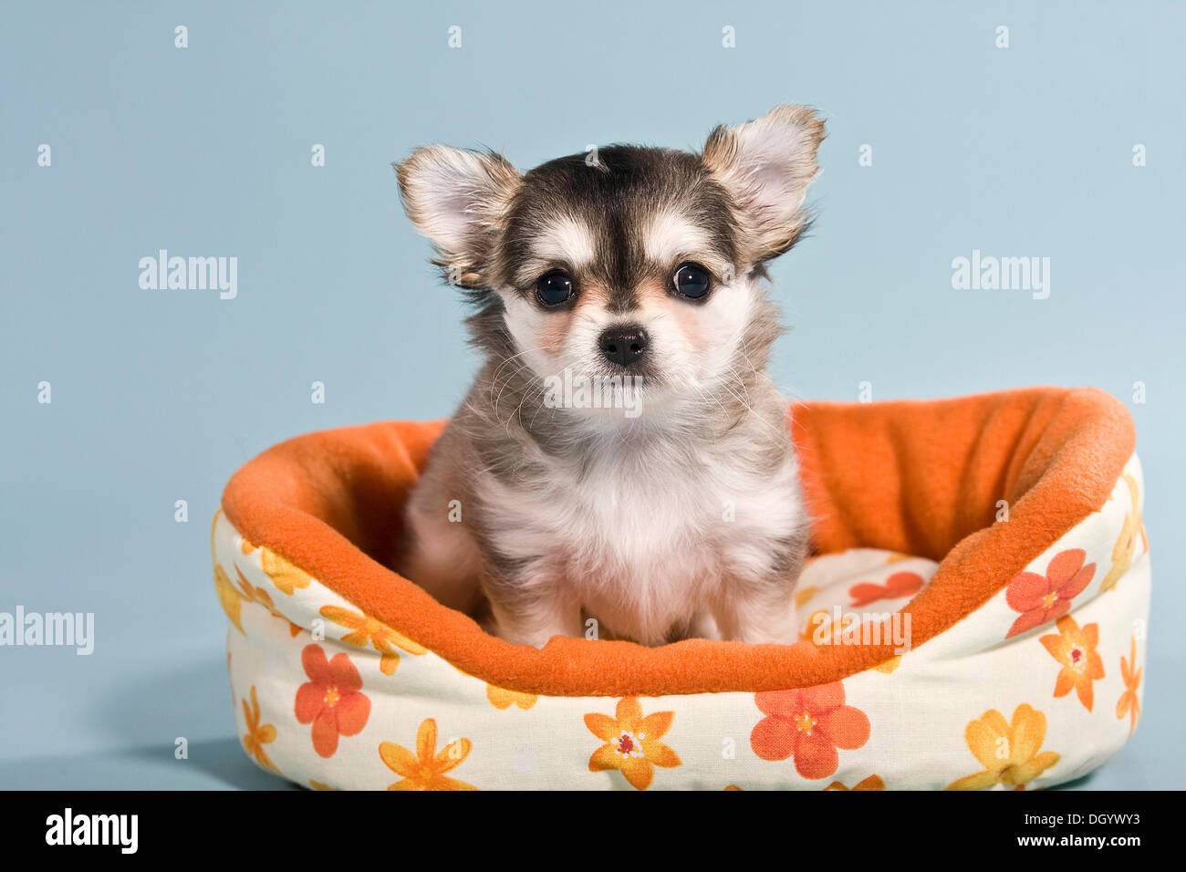 Chihuahua puppy in basket Stock Photo