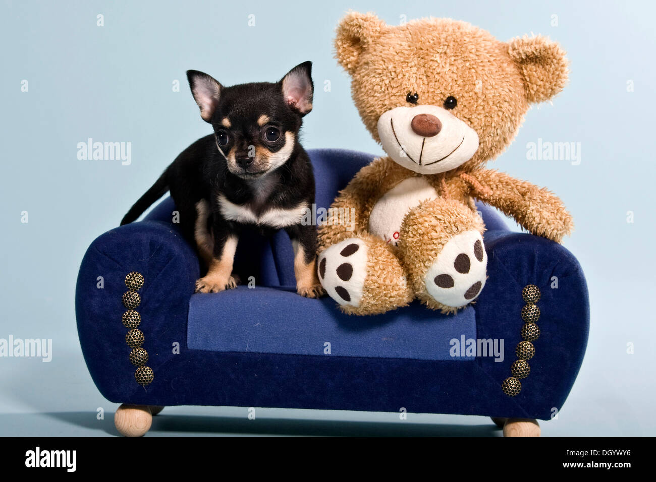 Teddy bear inside hi res stock photography and images Page 14 Alamy