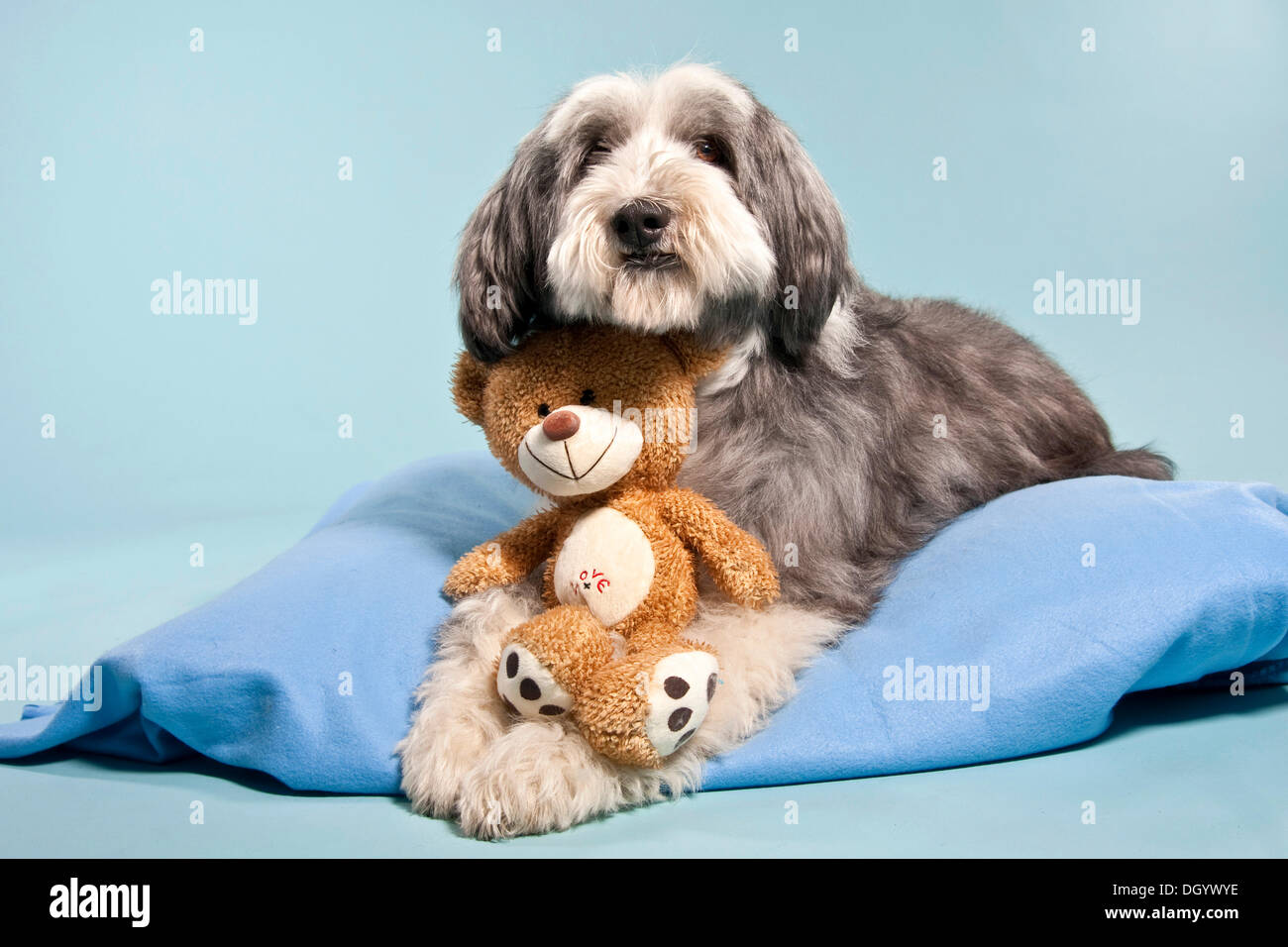 Bearded Collie lying on a blanket with a teddy bear Stock Photo - Alamy