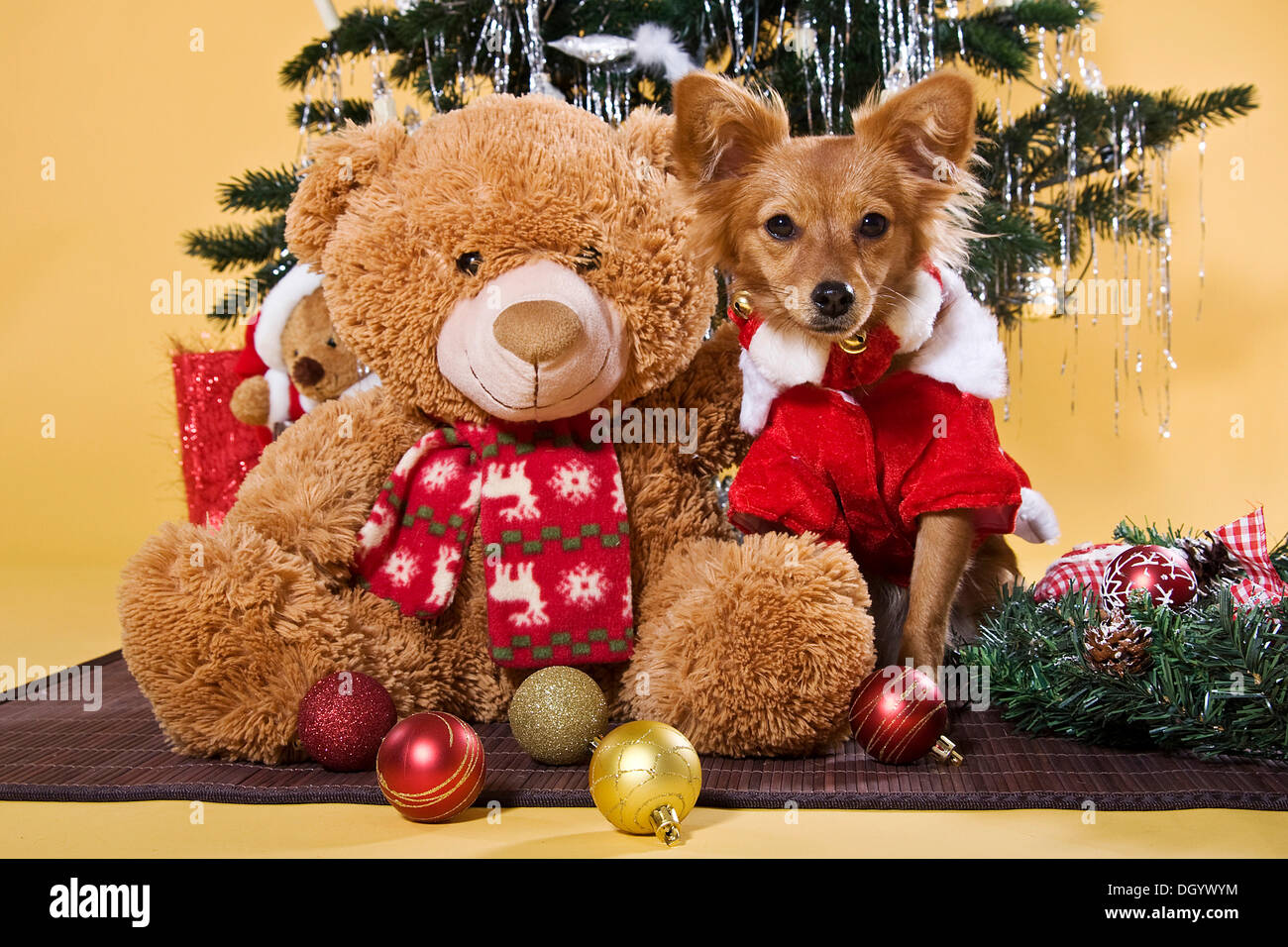 Half-breed dog wearing a Christmas costume sitting next to a Teddy bear Stock Photo