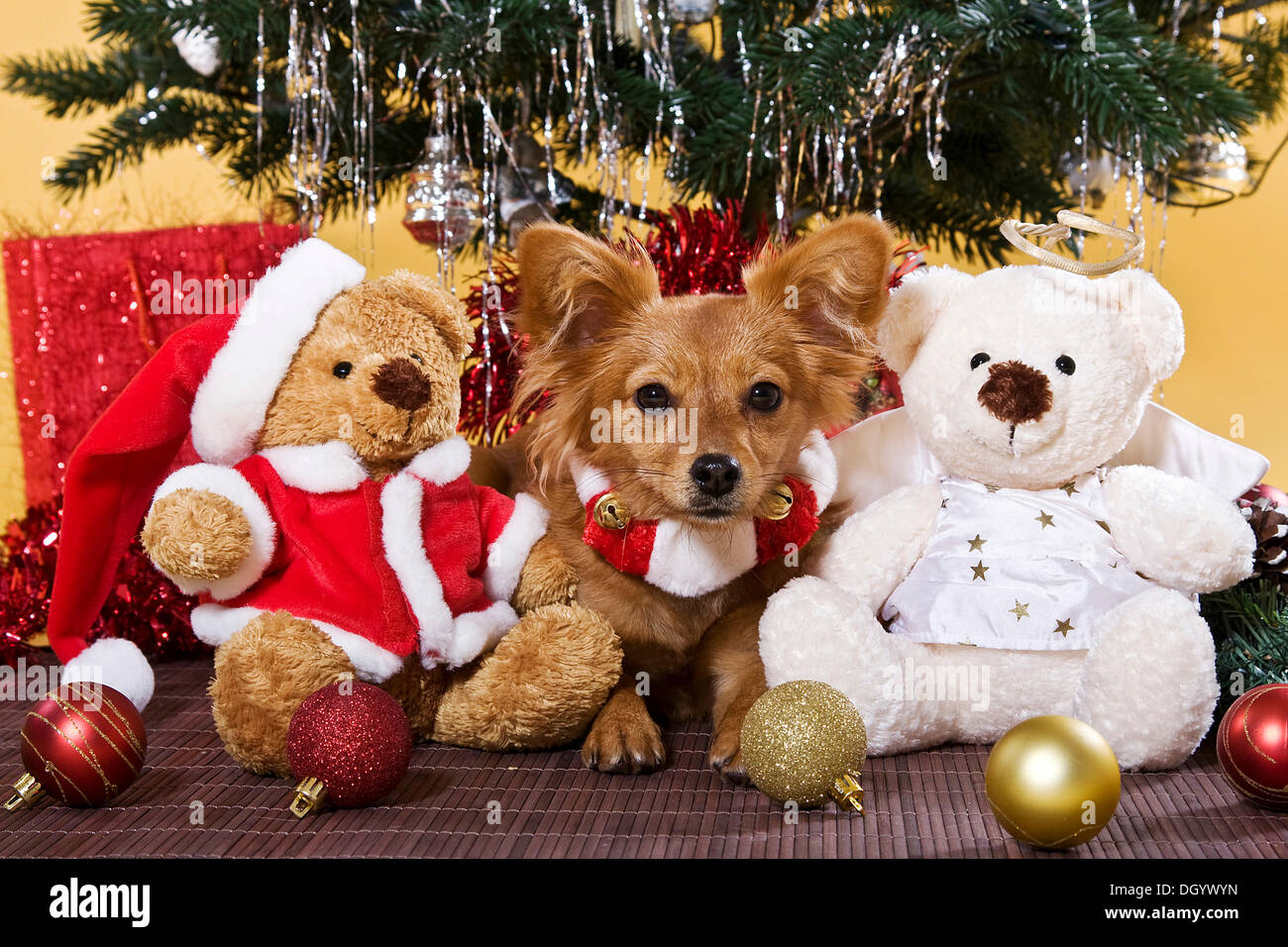 Half-breed dog lying under a Christmas tree between two Teddy bears Stock Photo