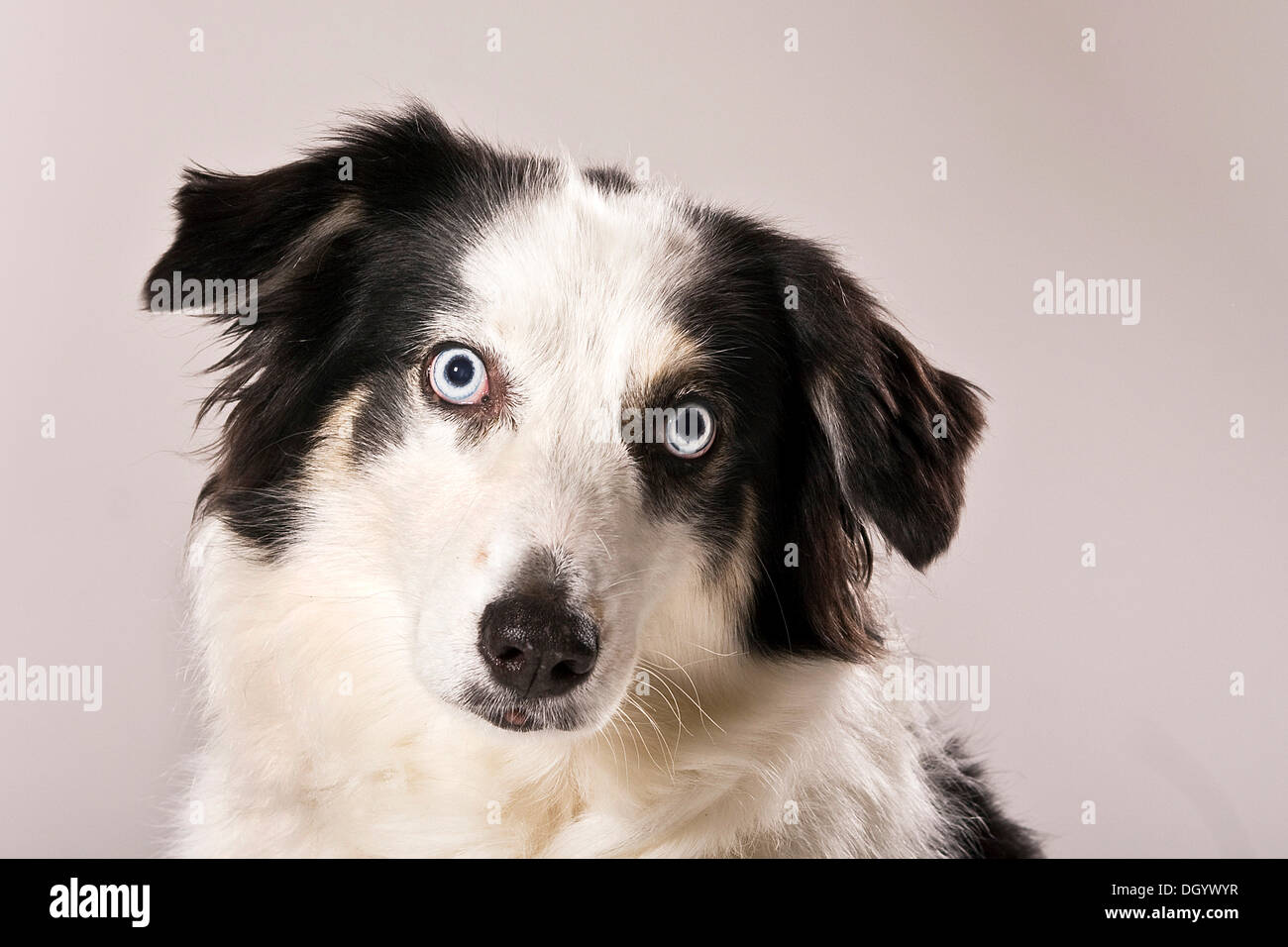 Australian Shepherd dog, portrait Stock Photo